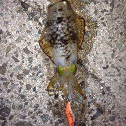 栖原漁港　夕まずめエギング釣行、陽が沈んでから立て続けにヒット