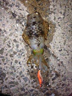 栖原漁港　夕まずめエギング釣行、陽が沈んでから立て続けにヒット