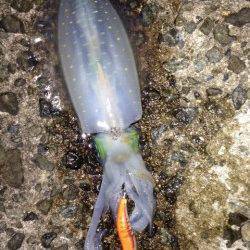 栖原漁港　夕まずめエギング釣行、陽が沈んでから立て続けにヒット