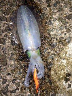 栖原漁港　夕まずめエギング釣行、陽が沈んでから立て続けにヒット