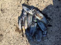 衣奈にてヤエンとエギでアオリイカ10パイ