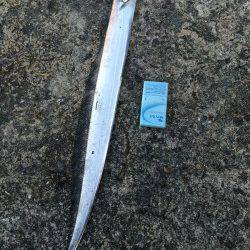 武庫川一文字　ワインドで5本のタチウオゲット