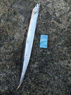 武庫川一文字　ワインドで5本のタチウオゲット