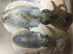 新浜漁港　エギングで胴長18cmのアオリイ…
