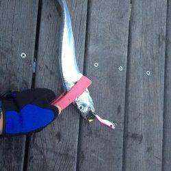 コスモで出勤前釣行　ルアーでタチウオのほかサゴシのアタリも