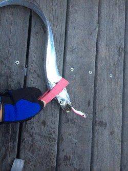 コスモで出勤前釣行　ルアーでタチウオのほかサゴシのアタリも