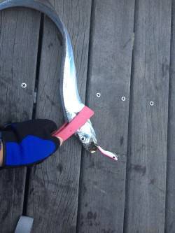 コスモで出勤前釣行　ルアーでタチウオのほか…