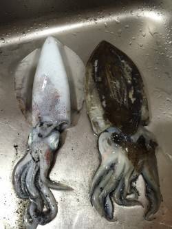 養老　エギングでコウイカ・アオリイカ　ラト…