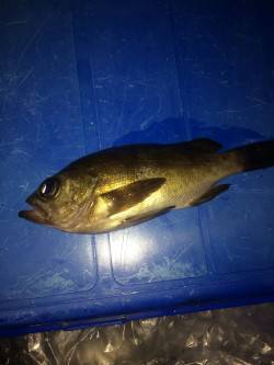 泉佐野　ウキ釣りでメバル、まだ早いのか何と…