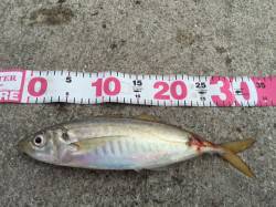 神戸７防 メタルジグでアジ33cm、サゴシ…