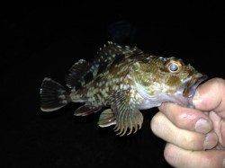 釣果UPが目立つ舞洲へ太刀魚狙いへ…帰り際根狙いで泣きのガシラ１匹