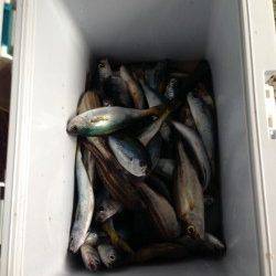 衣奈漁港　サビキ釣りでタカベが大漁☆楽しめました