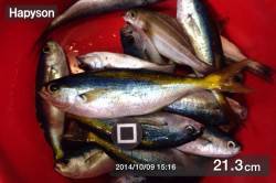 衣奈漁港　サビキ釣りでタカベが大漁☆楽しめ…