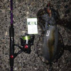 淡路島・丸山　風裏ポイントで納得サイズのアオリイカ♪