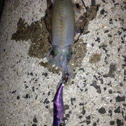 淡路島・丸山　風裏ポイントで納得サイズのアオリイカ♪