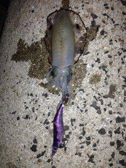 淡路島・丸山　風裏ポイントで納得サイズのアオリイカ♪