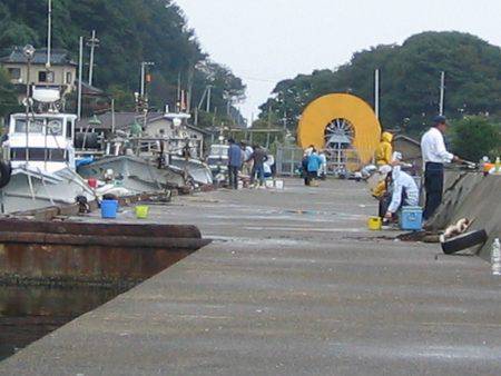 白杉　サビキでグレ・サヨリ・ウマヅラ