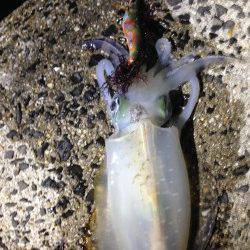 淡路島・丸山　エギングでアオリイカ・コウイカ