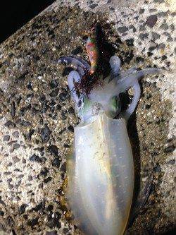 淡路島・丸山　エギングでアオリイカ・コウイカ