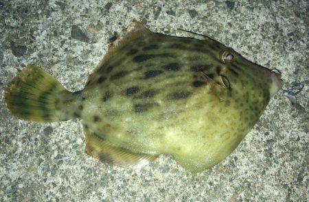 千歳周辺にてジグヘッドでカワハギくんが♪