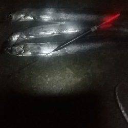 汐見埠頭にてウキ釣りでタチウオの釣果