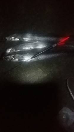 汐見埠頭にてウキ釣りでタチウオの釣果