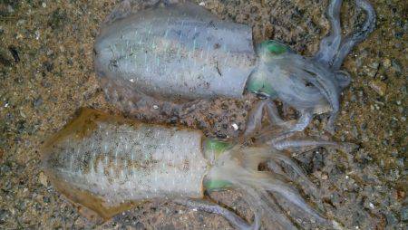 久美浜　台風が近づく前に釣行　エギングでア…