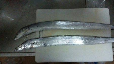 紀ノ川河口周辺ウキ釣りでタチウオ　食いがか…