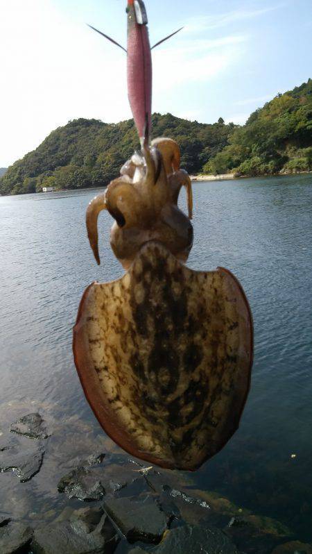 久美浜　エギングでコウイカ3バイ　バラシも…