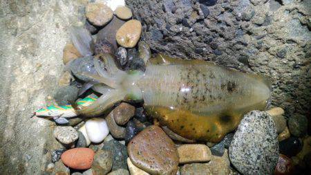 岩屋　仮眠を取りながらのエギングで満足釣果…