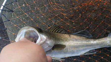 堺のテトラ　エビ撒き釣行もエビクーラーが転…