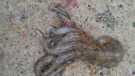 香住　微妙な天候の中でのちょい投げ釣行