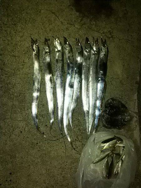 衣奈漁港　サビキアジ入れ食い、強風の中エギ…