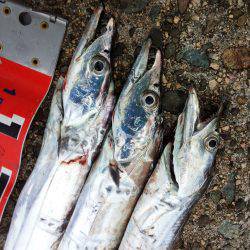 助松埠頭　早朝のワインド釣行でタチウオ3本…