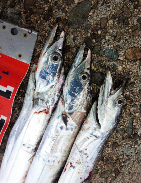 助松埠頭　早朝のワインド釣行でタチウオ3本…