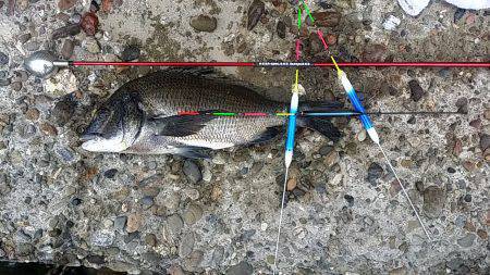 高砂埋立地周辺フカセ釣り　2時間弱の短期決…