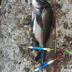 高砂埋立地周辺フカセ釣り　2時間弱の短期決戦で子チヌとチヌ39.5センチ