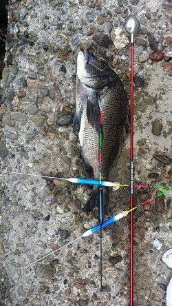 高砂埋立地周辺フカセ釣り　2時間弱の短期決戦で子チヌとチヌ39.5センチ