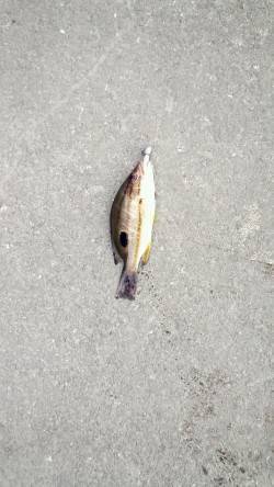 マリーナシティ　ちっちゃいけど短時間メッキ…