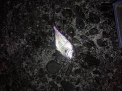 堺・一本松漁港　カゴ釣りでイサギ狙いでした…