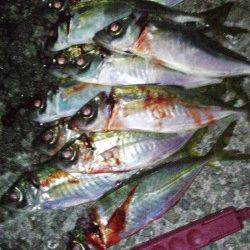 岩屋周辺をアジングでランガン　ダウンショットでボトムを攻めて入れ食い