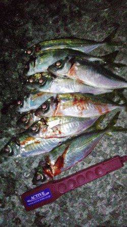 岩屋周辺をアジングでランガン　ダウンショットでボトムを攻めて入れ食い