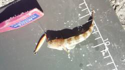 岩屋アジング調査　20cmのナイスなアジ！…