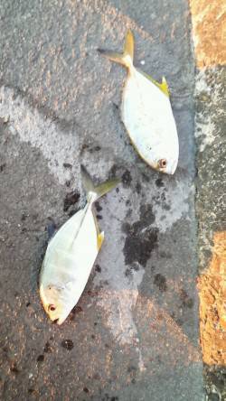 マリーナシティでメッキ　台風前にくらべ サ…