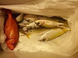 衣奈漁港でエギングとサビキ〜ぽつりぽつりア…