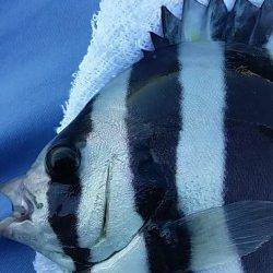 エビ撒きハネ釣り&フカセでのチヌ釣果 良型バラシ3回が課題