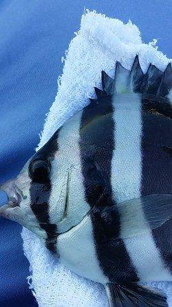 エビ撒きハネ釣り&フカセでのチヌ釣果 良型バラシ3回が課題