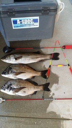 エビ撒きハネ釣り&フカセでのチヌ釣果 良型バラシ3回が課題