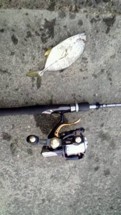 マリーナシティでメッキ釣り　チーバスの猛攻でした