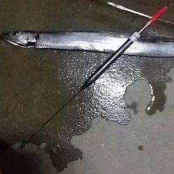 助松埠頭　ウキ釣りでタチウオ　太刀魚ユッケが絶品でした(*^^*)